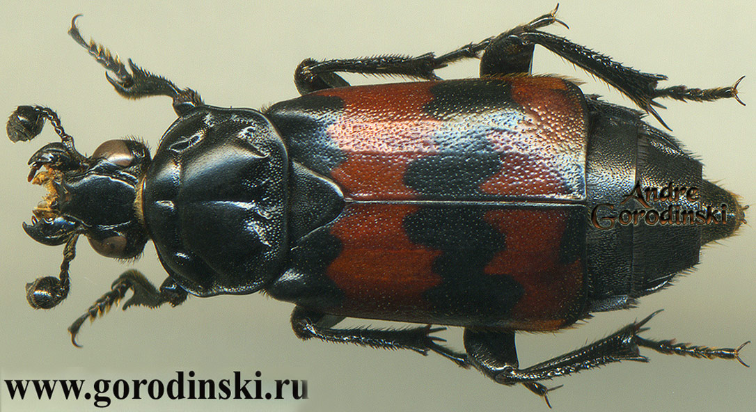http://www.gorodinski.ru/silphidae/Nicrophorus tibetanus .jpg